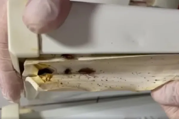 Restaurante și fast-food-uri din Giurgiu, „meniu” special: gândaci și alimente expirate - ANPC, controale de amploare - VIDEO