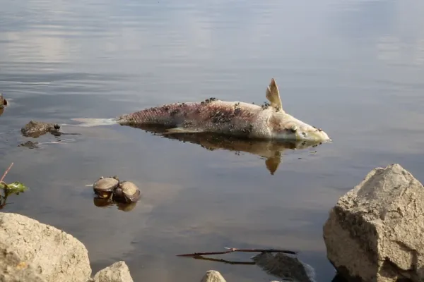 Dezastru ecologic în Polonia și Germania, pe râul Oder. Zeci de tone de pești morți, acuzații grave de la Berlin