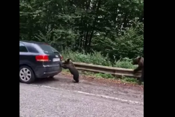 Gest incredibil. Un pui de urs ajută un șofer pe Transfăgărășan - Imagini virale - VIDEO 