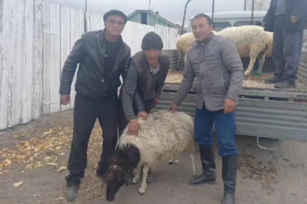 Familiile recruților luați la război, RĂSPLĂTITE de Putin. Analist militar: "O oaie în schimbul unui recrut pare un schimb corect"