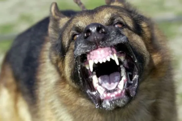 Copil de 3 ani, la spital după ce a fost atacat de un câine periculos! Animalul a scăpat accidental dintr-o locuință