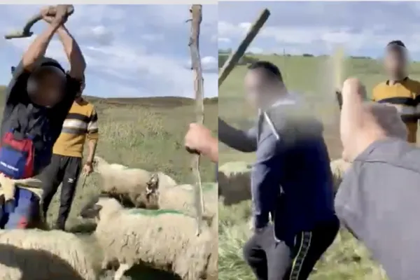 Scena HALUCINANTE. Ciobanii au sărit cu bâtele la polițiști și inspectori ca să-și apere oile care pășteau ILEGAL -VIDEO