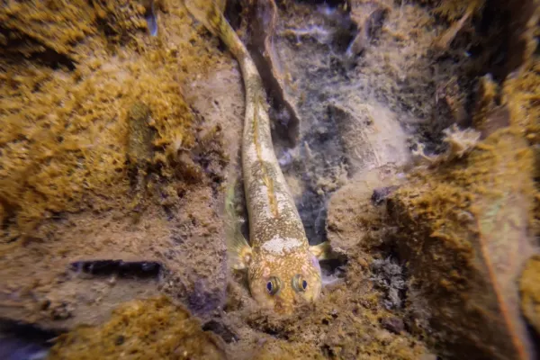 Cea mai RARĂ specie de pește din Europa, din vremea DINOZAURILOR, identificată într-un râu din România - FOTO/VIDEO