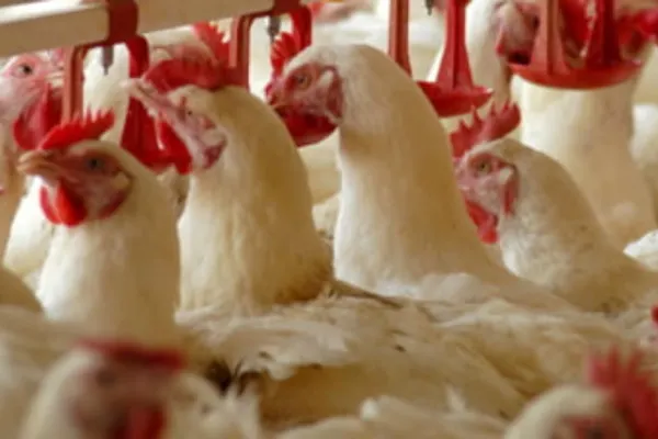 Transporturile de ouă şi carne de pasăre, verificate la Arad. Focarele de gripă aviară din Ungaria au băgat spaima în autoritățile române