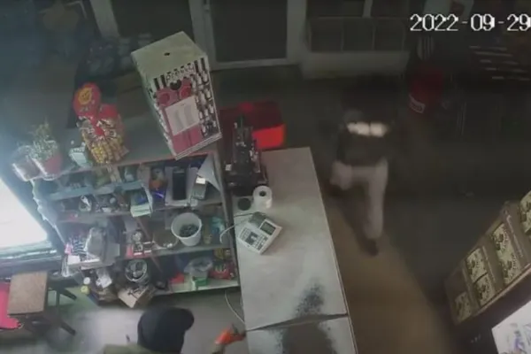 Jafuri ca-n filme, cursă nebunească pe șosea - Doi tineri din Maramureș au spart mai multe magazine după care au făcut accident