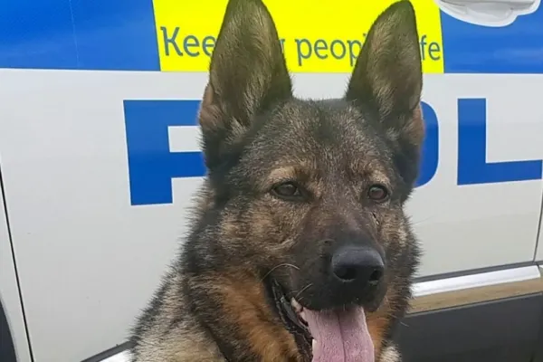 Câine polițist, mușcat de un bărbat în timpul unei intervenții asupra unui grup de tineri agresivi. Caz ȘOCANT în Germania