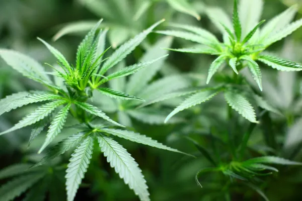 Legalizarea canabisului medicinal, RESPINSĂ de Comisia de Sănătate din Camera Deputaților