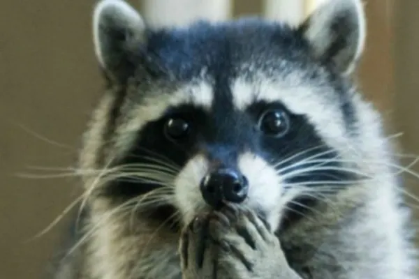 Ce mai fură soldații ruși în războiul din Ucraina: Au fost filmați cu un raton luat din Grădina zoologică din Herson - Val de ironii după retragere - VIDEO