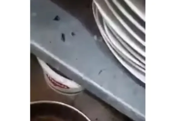 Gândaci și mizerie de nedescris în bucătăria unui celebru restaurant: Insectele mișunau în voie peste tot - Imagini