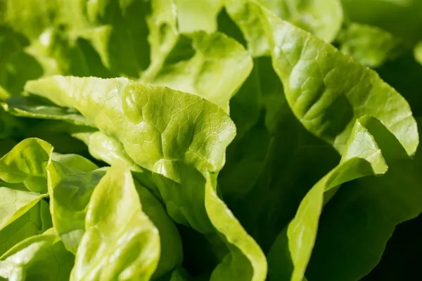 Salata verde este mai periculoasă pentru sănătate decât carnea de porc. Dacă observi ASTA, evită consumul!