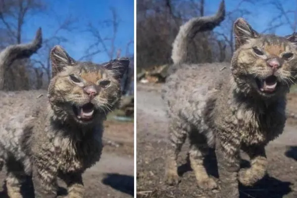Cum arată acum PISICA bombardată din Ucraina. Transformare uluitoare - FOTO