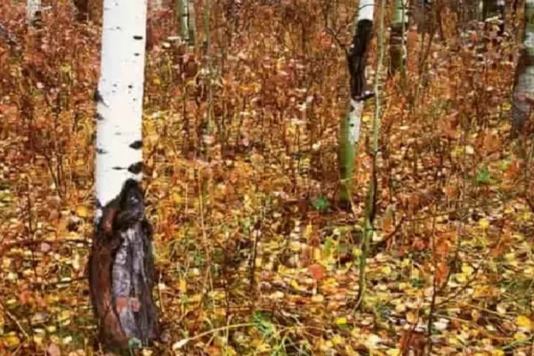 Găsește lupul din pădure în 10 secunde! Testul pe care îl trec numai persoanele cu o inteligență rară - adevăratele genii