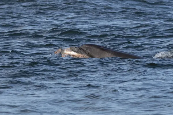 Delfinii din Marea Neagră, în PERICOL! Principalele două cauze sunt pescuitul și războiul din Ucraina