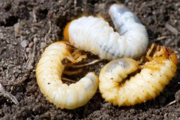 Larva gândacului de bălegar - cea mai nouă „delicatesă” introdusă de Uniunea Europeană pe lista alimentelor