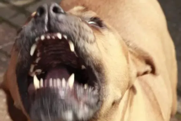 Bunică ucisă de câinele pitbull pe care-l adoptase. Polițiștii, îngroziți de ce au descoperit