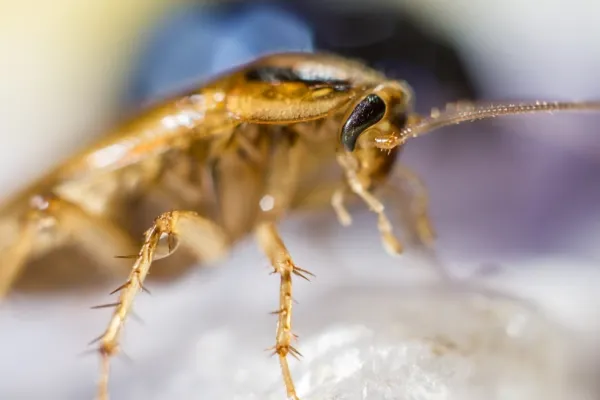 Teoria șocantă a unui deputat: UE vrea să elimine firmele de deratizare, ca să promoveze alimentele pe bază de insecte