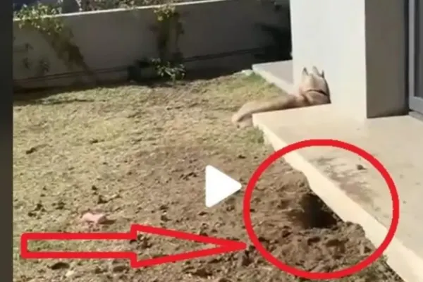 VIDEO – Apăruse o gaură sub casă și se auzeau zgomote ciudate. Proprietarul a început să filmeze și deodată a ieșit ceva din interior