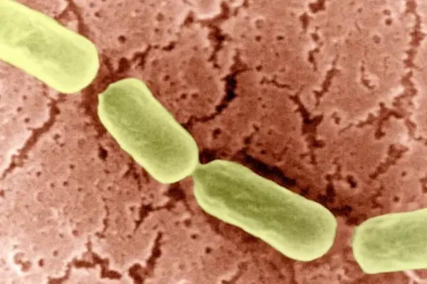 Focar de PARALIZIE în Europa provocată de toxina botulinică - Ce operații au fost INTERZISE
