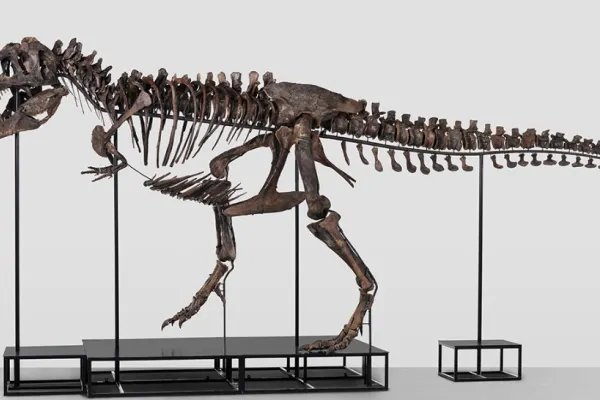 O casă de licitații vinde un schelet de dinozaur. Prețul astronomic cerut pentru reptila preistorică