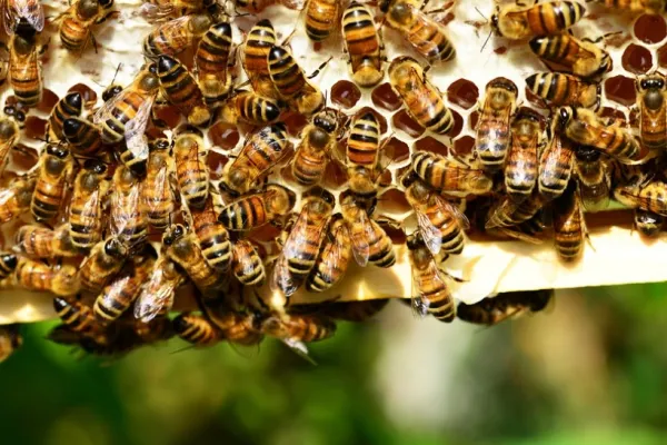România, acuzată că folosește în continuare pesticide interzice în Uniunea Europeană. Reprezintă cel mai mare pericol pentru albine