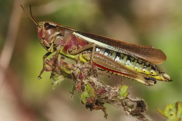 Prima țară care interzice insectele în mâncare. Italia nici nu vrea să audă de făină de greieri în blatul de pizza