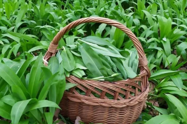 Aliatul natural pentru sănătate în sezonul de primăvară. Planta de sezon de care trebuie să profiți în această lună