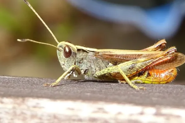 Românii consumă de zeci de ani insecte și nu au habar de asta. LISTA alimentelor care conțin aditivul E120