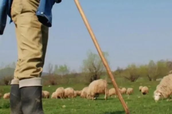 Răsturnare de situație în cazul ciobanului înjunghiat din greșeală când tăia mielul! Polițiștii au descoperit ce s-a întâmplat de fapt