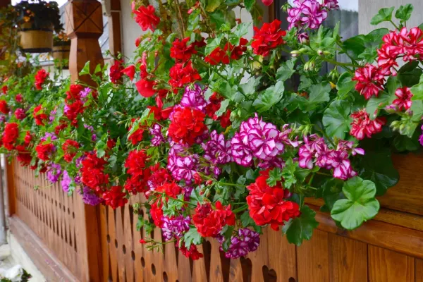 Plantele care aduc sănătate, bunăstare, fericire și iubire. Sunt considerate adevărate talismane norocoase