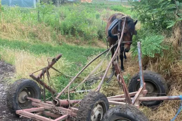 Caz șocant la Galați. 2 bărbați și-au bătut măr fratele și l-au pus în căruță, ca să pară un accident