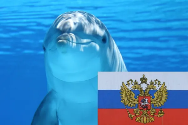 Rusia și-a dublat numărul de delfini militari. La ce intenționează Kremlinul să le folosească pe simpaticele mamifere marine