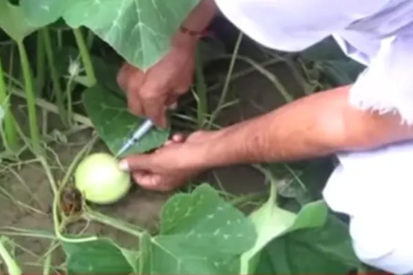 Cumpărăm alimente injectate cu substanțe toxice. VIDEO cu procesele prin care trec până ajung în farfuriile noastre