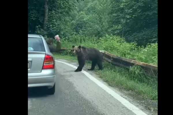 Urs atacat pe Transfăgărășan de pasagerul unui autoturism. VIDEO cu momentul agresiunii