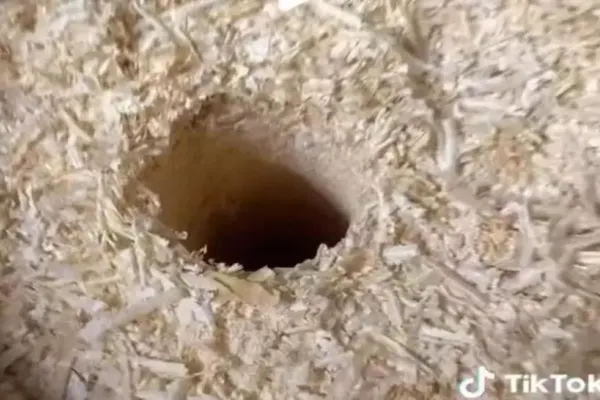VIDEO – Experimentul inedit al unui român – A făcut o gaură în mijlocului unui butoi plin de rumeguș – La ce folosește