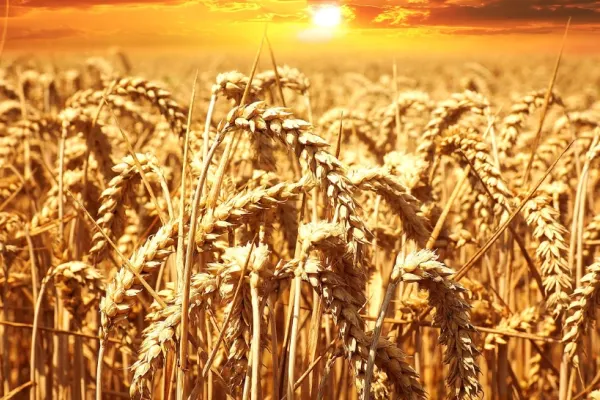 Prețul grâului explodează pe burse după ce Rusia a anunțat că iese din acordul de export al cerealelor din Ucraina