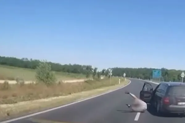 S-a aruncat din mașină, în mers, ca să nu fie prins de polițiști. De ce i-a fost frică, n-a scăpat! VIDEO
