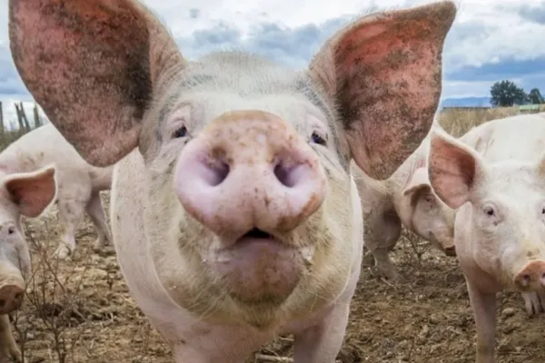 Alertă sanitar-veterinară în județul Buzău! Un focar de pestă porcină africană și 8 focare de TBC la bovine, identificate. Peste 100 de animale, sacrificate