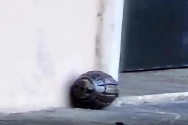 Copilul unui român, trimis afară cu o grenadă să se joace "de-a războiul"! Momente de panică în Italia
