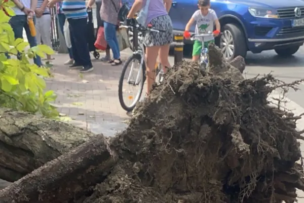 Incident foarte grav în Sectorul 3 al Capitalei: Un copac a căzut peste o persoană, dusă urgent la spital - Primăria dă vina pe Nicușor Dan