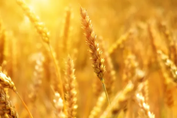 Războiul cerealelor: Ucraina vrea să dea în judecată Polonia, Ungaria şi Slovacia din cauza interdicţiilor