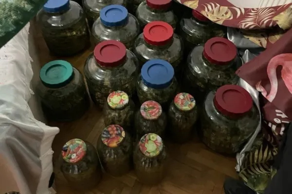 Plantație cu canabis, într-o seră din Dâmbovița, dezvoltată de un olandez - Ce au descoperit polițiștii la percheziții
