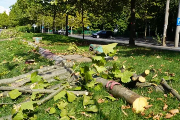 Primăria Sectorului 3, acuzații grave la adresa lui Nicușor Dan: Administrația de sector plantează copaci, Primăria Generală îi defrișează