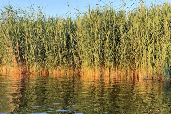 Culisele statului paralel: Cum afectează stuful Delta Dunării - ,,Aurul verde” al României, recoltat de comuniști, lăsat să putrezească după 1989
