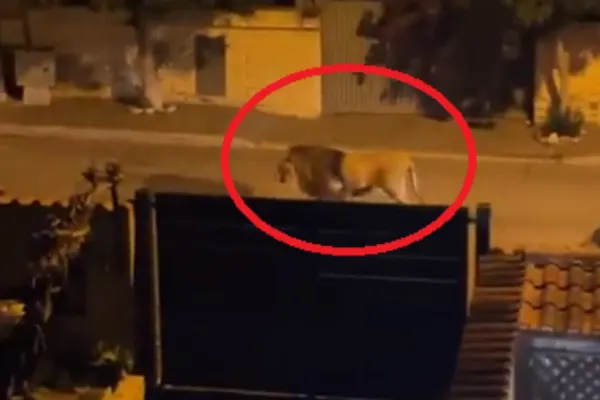 Alarmă într-un oraș din Italia, după ce un leu a evadat de la circ! Autoritățile le-au cerut oamenilor să NU iasă din case - FOTO&VIDEO
