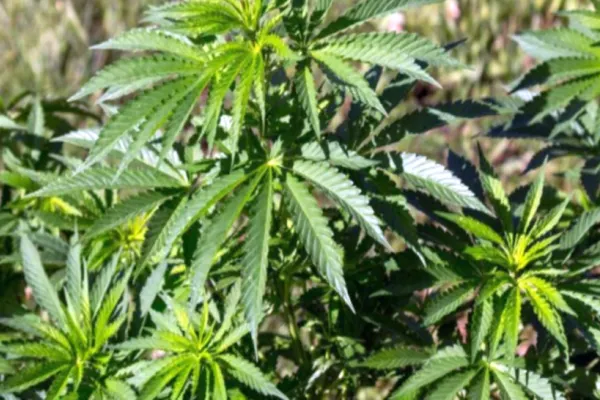 Grădină secretă de canabis, descoperită într-o curte din Constanța. Polițiștii au rămas șocați de recolta fermierului de ocazie