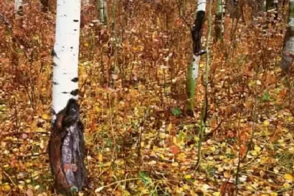 Găsește lupul din pădure în 10 secunde! Testul pe care îl trec numai persoanele cu o inteligență rară - adevăratele genii
