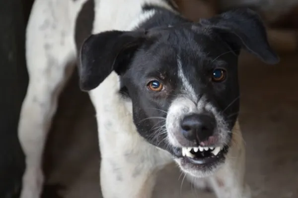 Alertă într-o localitate din Vâlcea, după ce un câine scăpat de sub control a atacat doi copii. Stăpânul animalului este acum anchetat de polițiști