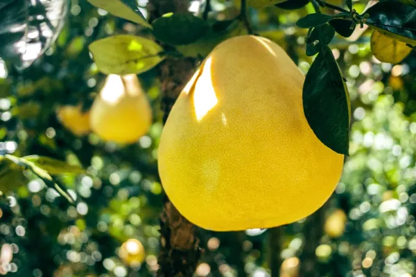 Fructul ignorat de români, care aduce beneficii uriașe pentru sănătate. Este foarte bun și pentru digestie