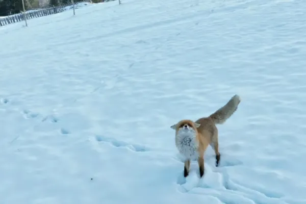Vulpe pusă pe fugă de o dronă care filma în Bucovina - VIDEO