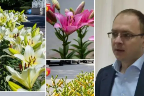 Primarul din Botoșani acuzat că și-ar fi angajat presupusa amanta a plantat în oraș florile ei preferate - FOTO